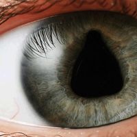 potteries eye